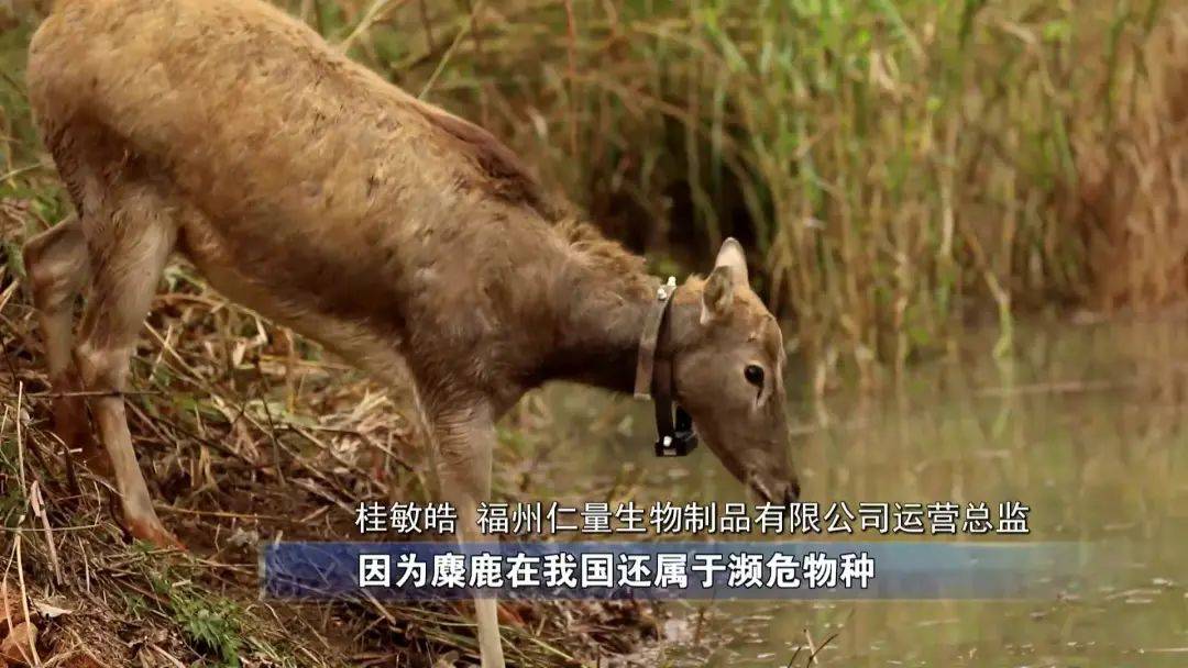 今期四不像图今晚--精选解释解析落实,今期四不像图解析与精选落实策略